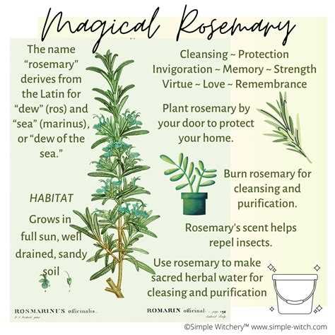 Rosemary magic properties - 1 Tbs. rice vinegar. 1 tsp. anchovy paste (optional) 1/2 cup mayonnaise. 1/2 cup sour cream. Salt and Pepper to taste. Add all ingredients except salt and pepper to a blender and mix well until ...